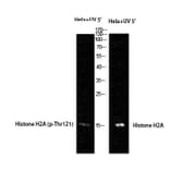 Western Blot - Anti-Histone H2A Antibody (B8247) - Antibodies.com