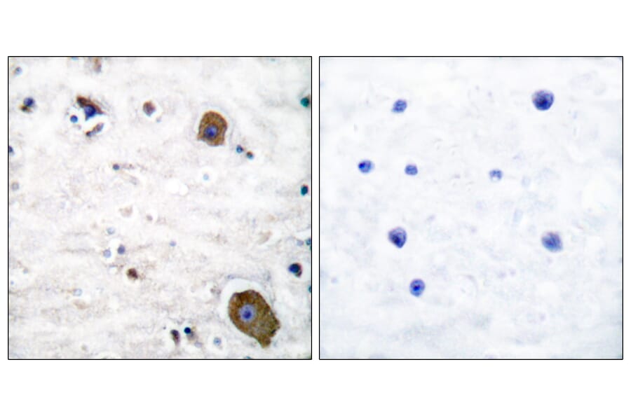 Immunohistochemistry - Anti-GFR alpha-1 Antibody (C0200) - Antibodies.com