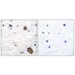 Immunohistochemistry - Anti-GFR alpha-1 Antibody (C0200) - Antibodies.com