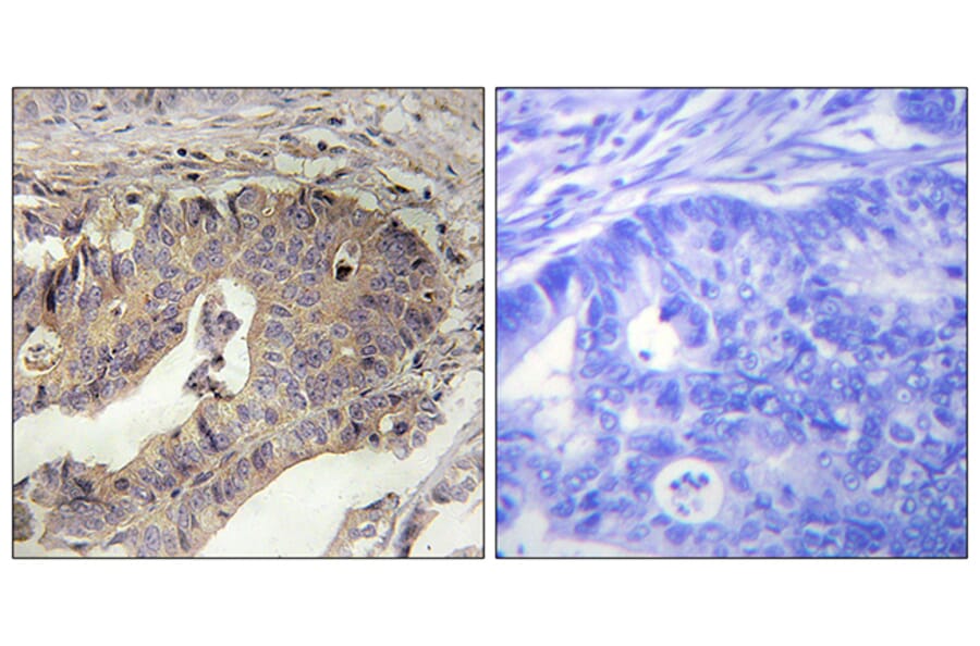 Immunohistochemistry - Anti-Fibrillin-1 Antibody (C0194) - Antibodies.com