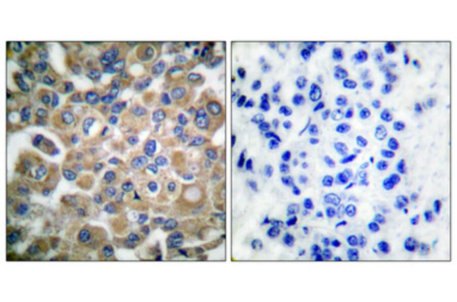 Immunohistochemistry - Anti-Fibrillin-1 Antibody (C0194) - Antibodies.com