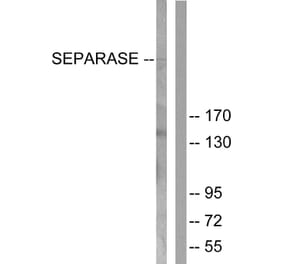 Western Blot - Anti-SEPARASE Antibody (B0086) - Antibodies.com