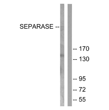 Western Blot - Anti-SEPARASE Antibody (B0086) - Antibodies.com