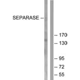 Western Blot - Anti-SEPARASE Antibody (B0086) - Antibodies.com