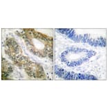 Immunohistochemistry - Anti-SEPARASE Antibody (B0086) - Antibodies.com