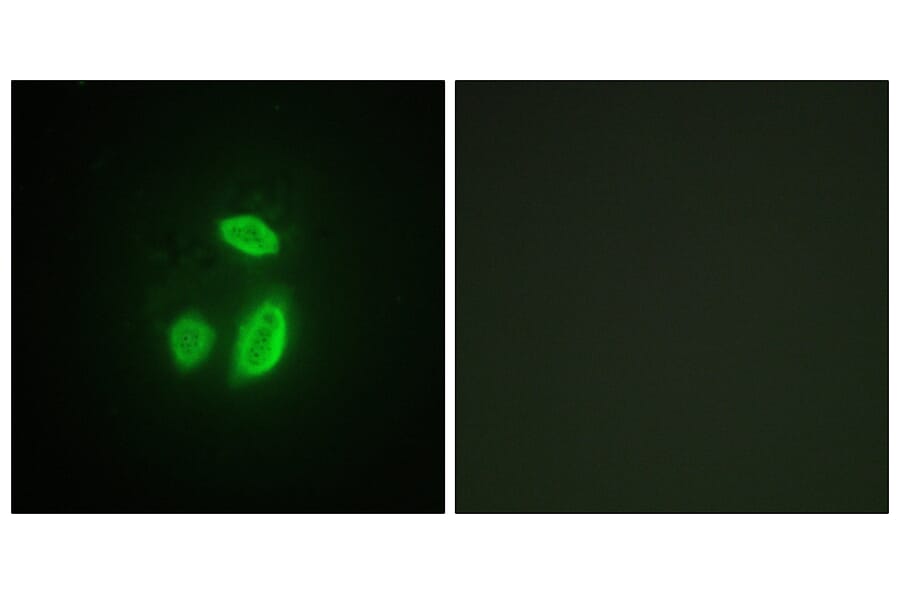 Immunofluorescence - Anti-SEPARASE Antibody (B0086) - Antibodies.com