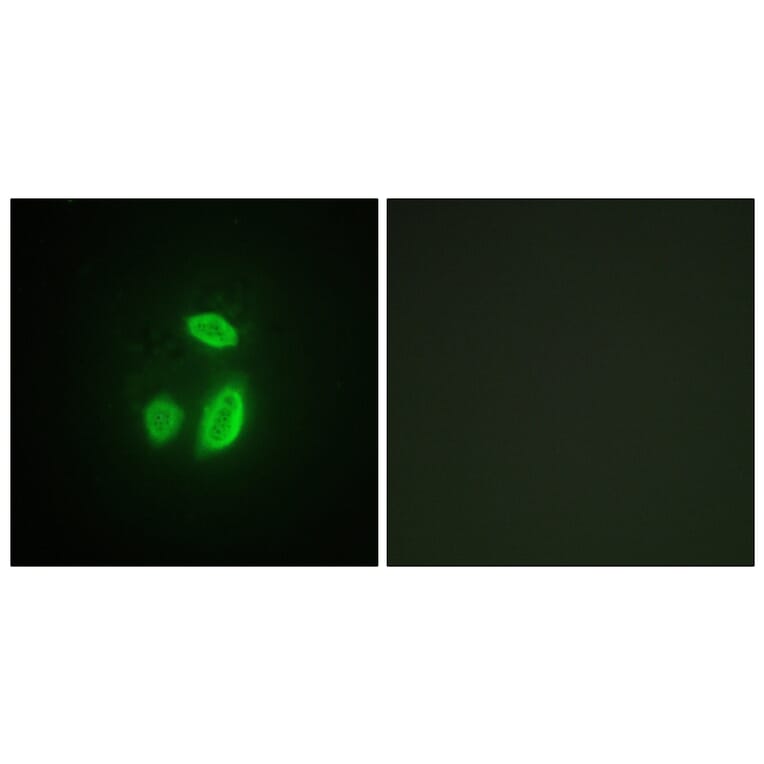 Immunofluorescence - Anti-SEPARASE Antibody (B0086) - Antibodies.com