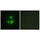 Immunofluorescence - Anti-SEPARASE Antibody (B0086) - Antibodies.com