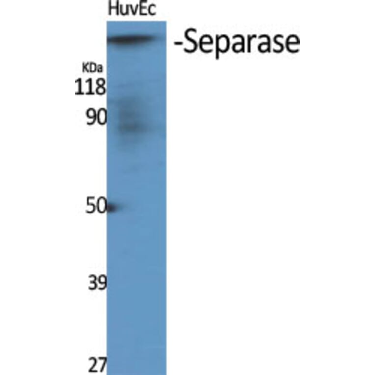 Western Blot - Anti-SEPARASE Antibody (B0086) - Antibodies.com