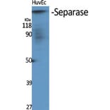 Western Blot - Anti-SEPARASE Antibody (B0086) - Antibodies.com