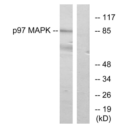 Western Blot - Anti-p97 MAPK Antibody (C11136) - Antibodies.com