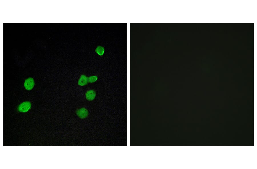 Immunofluorescence - Anti-p97 MAPK Antibody (C11136) - Antibodies.com