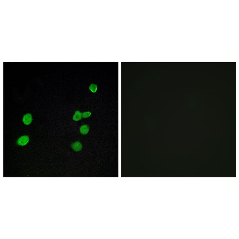 Immunofluorescence - Anti-p97 MAPK Antibody (C11136) - Antibodies.com