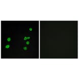 Immunofluorescence - Anti-p97 MAPK Antibody (C11136) - Antibodies.com