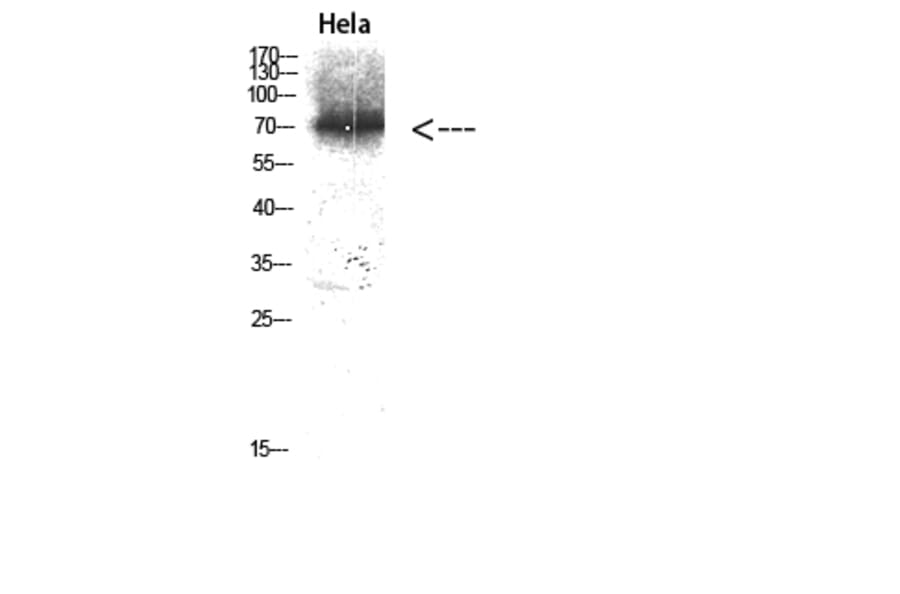 Western Blot - Anti-p97 MAPK Antibody (C11136) - Antibodies.com