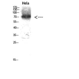 Western Blot - Anti-p97 MAPK Antibody (C11136) - Antibodies.com