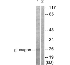 Western Blot - Anti-Glucagon Antibody (C0206) - Antibodies.com
