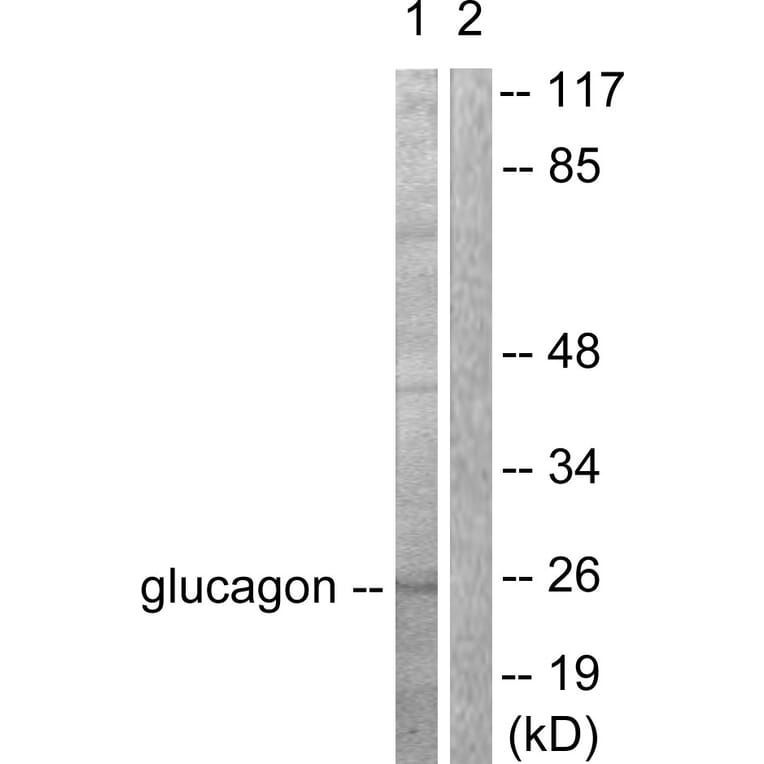 Western Blot - Anti-Glucagon Antibody (C0206) - Antibodies.com