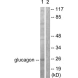 Western Blot - Anti-Glucagon Antibody (C0206) - Antibodies.com