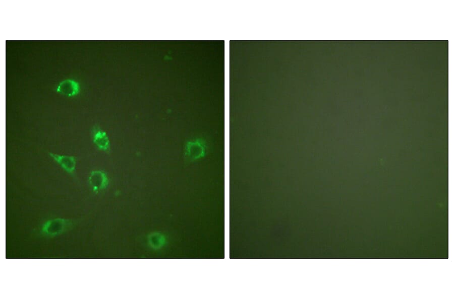 Immunofluorescence - Anti-Glucagon Antibody (C0206) - Antibodies.com