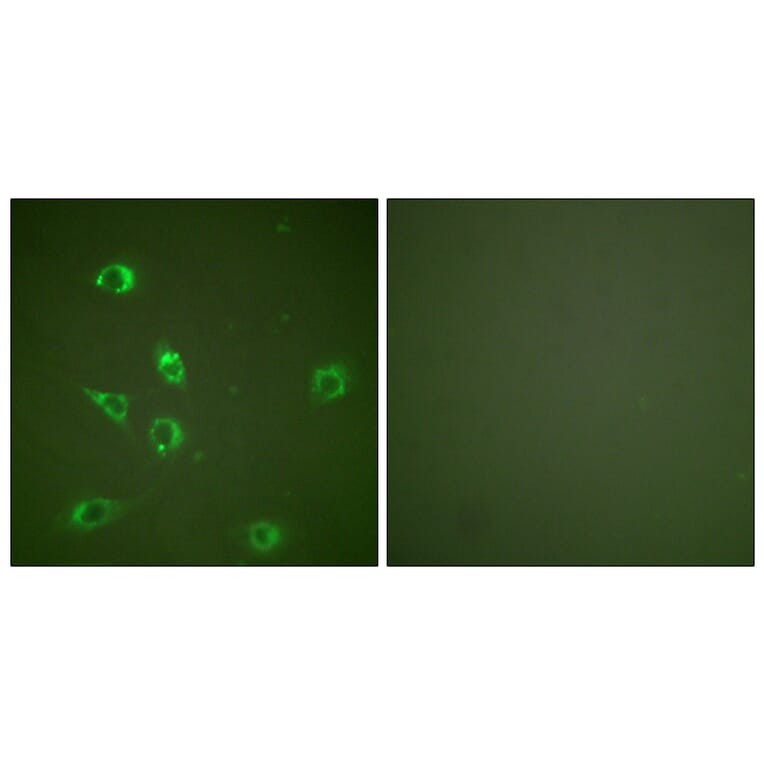 Immunofluorescence - Anti-Glucagon Antibody (C0206) - Antibodies.com