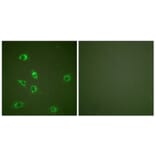 Immunofluorescence - Anti-Glucagon Antibody (C0206) - Antibodies.com