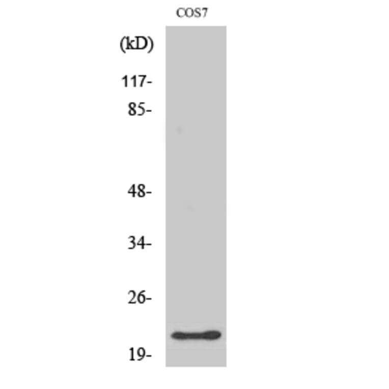 Western Blot - Anti-Glucagon Antibody (C0206) - Antibodies.com