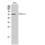 Western Blot - Anti-Dyskerin Antibody (C10152) - Antibodies.com