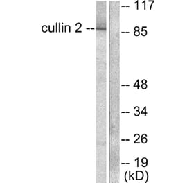 Western Blot - Anti-Cullin 2 Antibody (C0163) - Antibodies.com