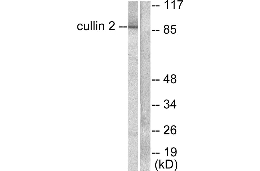 Western Blot - Anti-Cullin 2 Antibody (C0163) - Antibodies.com