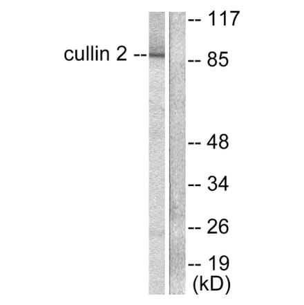Western Blot - Anti-Cullin 2 Antibody (C0163) - Antibodies.com