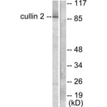Western Blot - Anti-Cullin 2 Antibody (C0163) - Antibodies.com