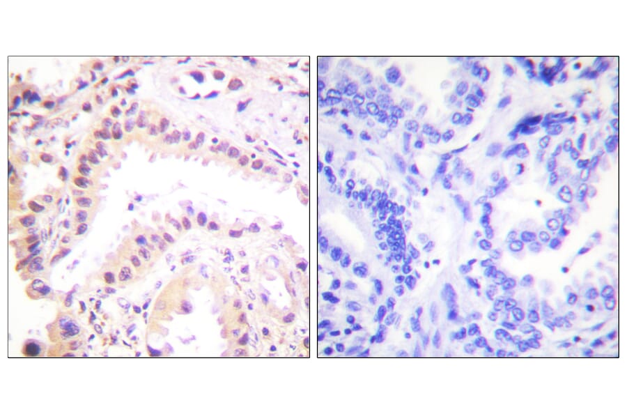 Immunohistochemistry - Anti-Cullin 2 Antibody (C0163) - Antibodies.com