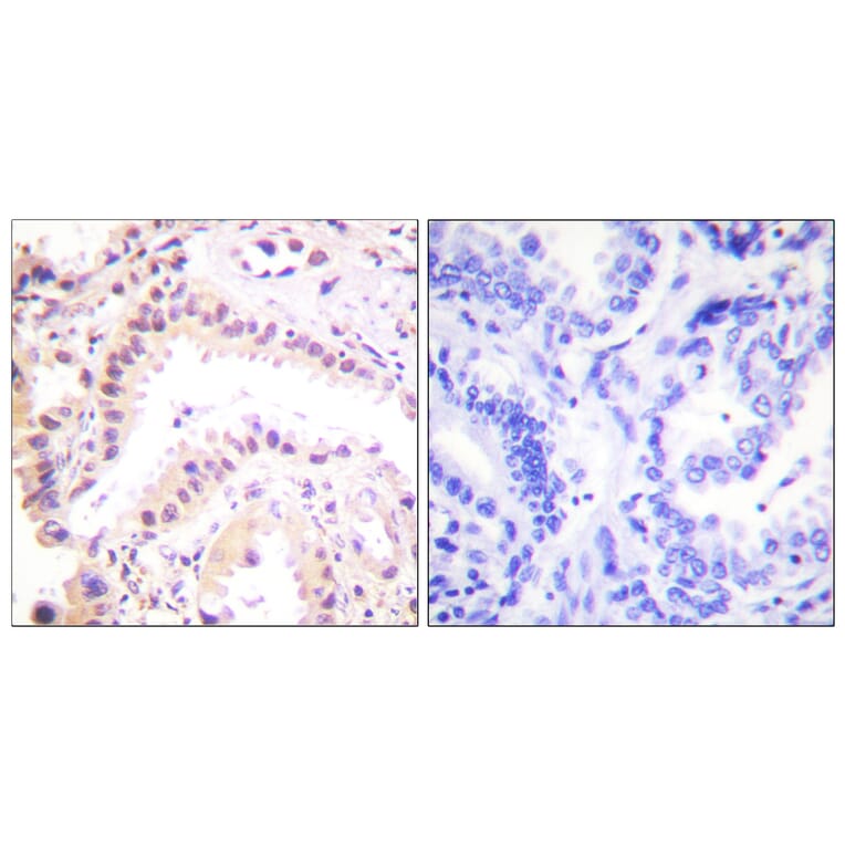 Immunohistochemistry - Anti-Cullin 2 Antibody (C0163) - Antibodies.com