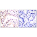 Immunohistochemistry - Anti-Cullin 2 Antibody (C0163) - Antibodies.com
