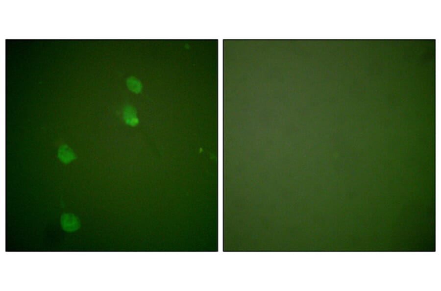 Immunofluorescence - Anti-Cullin 2 Antibody (C0163) - Antibodies.com