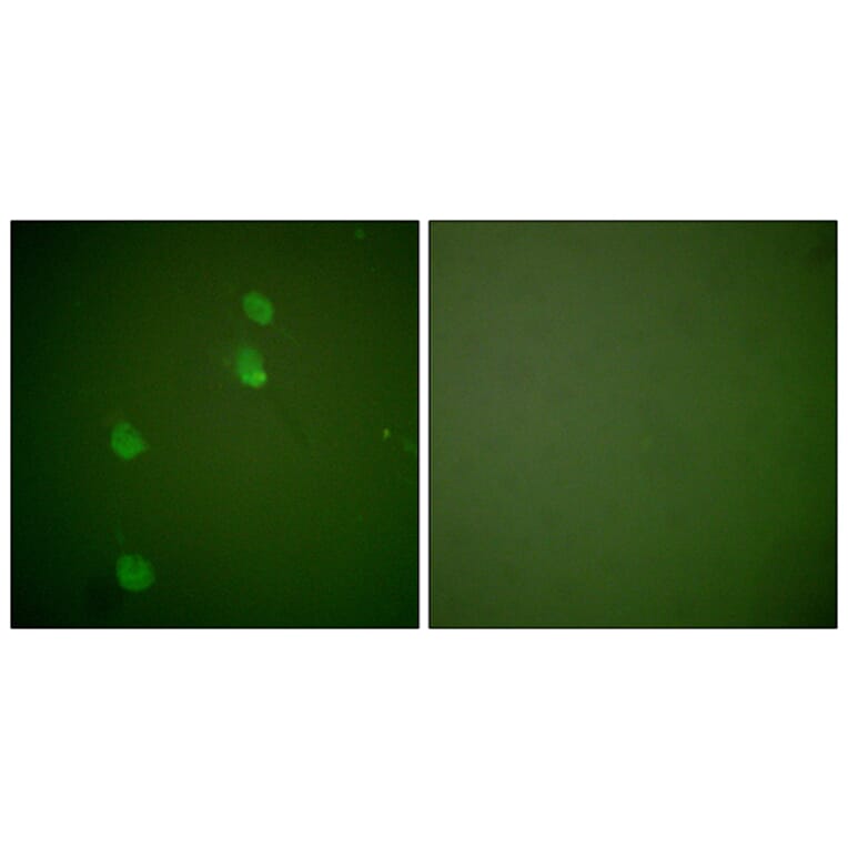 Immunofluorescence - Anti-Cullin 2 Antibody (C0163) - Antibodies.com