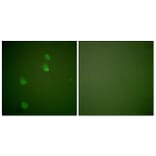 Immunofluorescence - Anti-Cullin 2 Antibody (C0163) - Antibodies.com