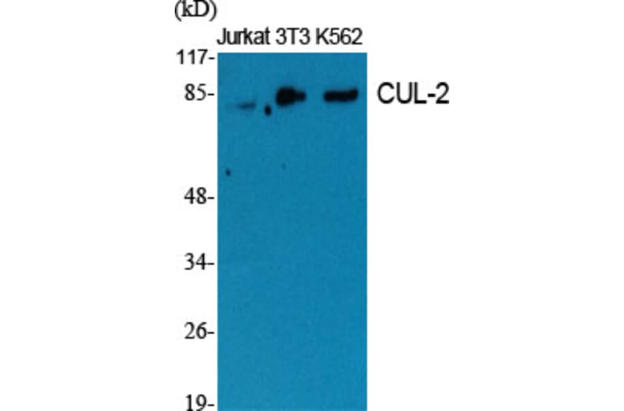 Western Blot - Anti-Cullin 2 Antibody (C0163) - Antibodies.com