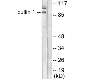 Western Blot - Anti-Cullin 1 Antibody (C0162) - Antibodies.com