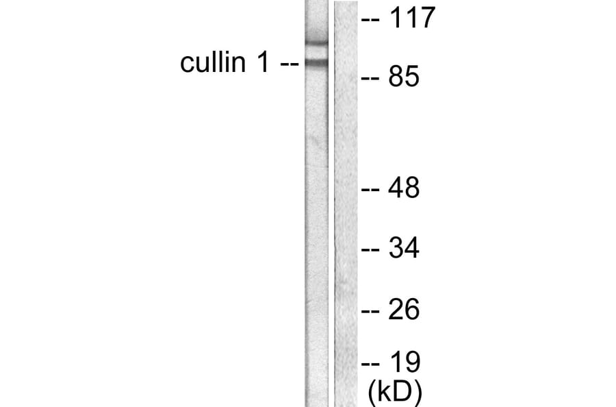 Western Blot - Anti-Cullin 1 Antibody (C0162) - Antibodies.com