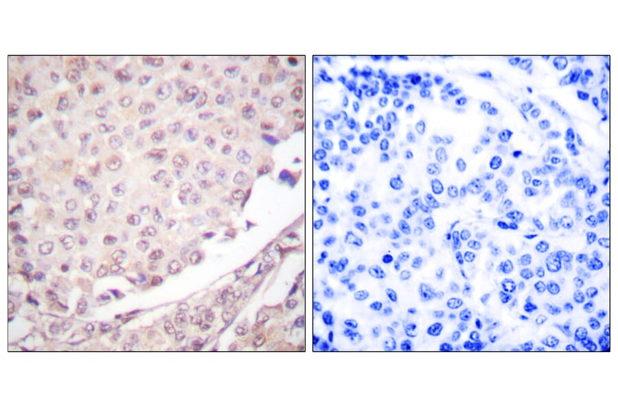 Immunohistochemistry - Anti-Cullin 1 Antibody (C0162) - Antibodies.com