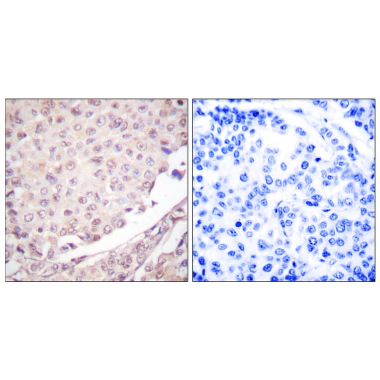 Immunohistochemistry - Anti-Cullin 1 Antibody (C0162) - Antibodies.com