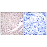 Immunohistochemistry - Anti-Cullin 1 Antibody (C0162) - Antibodies.com