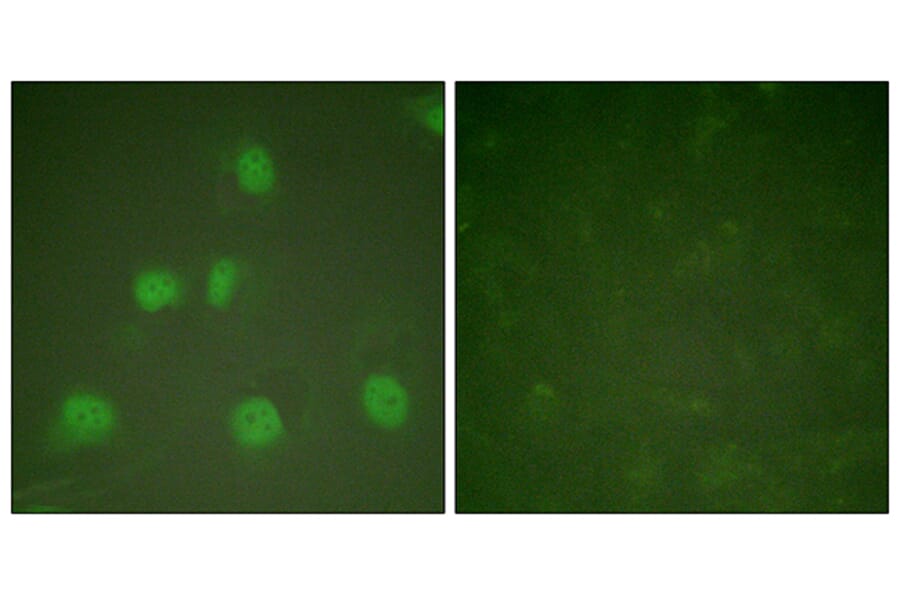 Immunofluorescence - Anti-Cullin 1 Antibody (C0162) - Antibodies.com