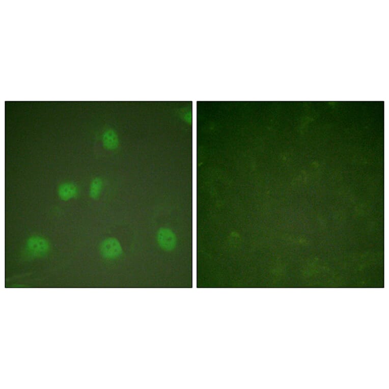 Immunofluorescence - Anti-Cullin 1 Antibody (C0162) - Antibodies.com