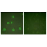 Immunofluorescence - Anti-Cullin 1 Antibody (C0162) - Antibodies.com