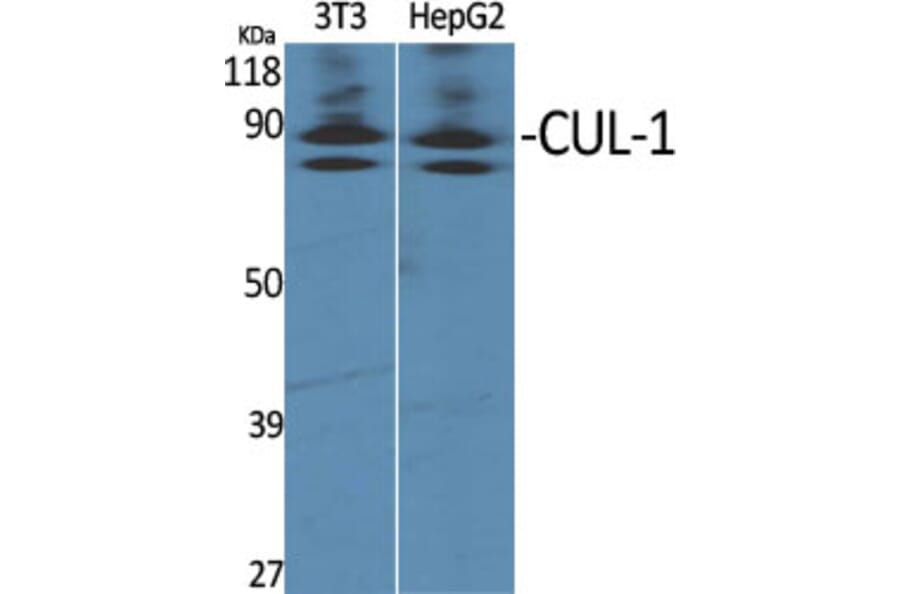Western Blot - Anti-Cullin 1 Antibody (C0162) - Antibodies.com