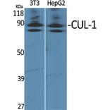 Western Blot - Anti-Cullin 1 Antibody (C0162) - Antibodies.com