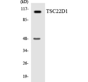 Western Blot - Anti-TSC22D1 Antibody (R12-3653) - Antibodies.com